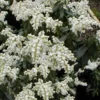 Southern Lady Pieris - 3 Gallon Pot