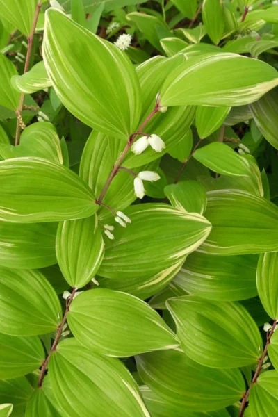 Fragrant Variegated Solomons Seal (Polygonatum Odoratum) - 5 Pack Of Quart Pots 13 Fragrant Variegated Solomons Seal (Polygonatum Odoratum) - 5 Pack Of Quart Pots -Chaste Tree World polygonatum odoratum var pluriflorum fragrant variegated solomons seal 1