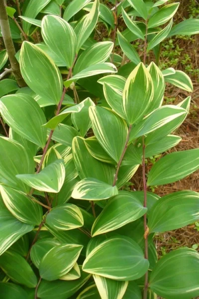 Fragrant Variegated Solomons Seal (Polygonatum Odoratum) - 5 Pack Of Quart Pots 10 Fragrant Variegated Solomons Seal (Polygonatum Odoratum) - 5 Pack Of Quart Pots -Chaste Tree World polygonatum odoratum var pluriflorum fragrant variegated solomons seal 3