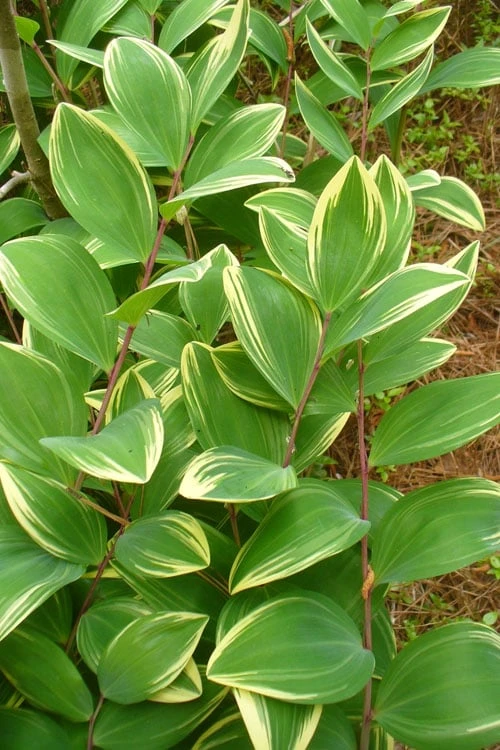 Fragrant Variegated Solomons Seal (Polygonatum Odoratum) - 5 Pack Of Quart Pots 4 Fragrant Variegated Solomons Seal (Polygonatum Odoratum) - 5 Pack Of Quart Pots - Image 4
