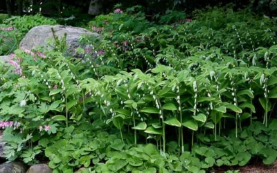 Fragrant Variegated Solomons Seal (Polygonatum Odoratum) - 5 Pack Of Quart Pots 11 Fragrant Variegated Solomons Seal (Polygonatum Odoratum) - 5 Pack Of Quart Pots -Chaste Tree World polygonatum odoratum var pluriflorum fragrant variegated solomons seal 6