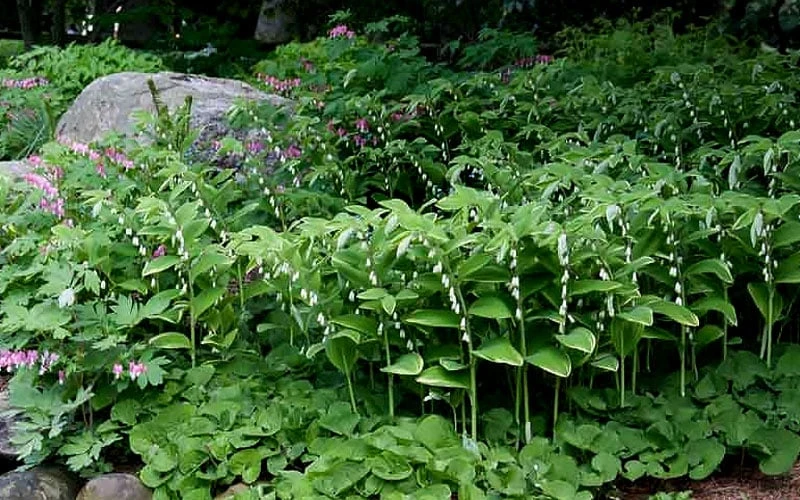 Fragrant Variegated Solomons Seal (Polygonatum Odoratum) - 5 Pack Of Quart Pots 5 Fragrant Variegated Solomons Seal (Polygonatum Odoratum) - 5 Pack Of Quart Pots - Image 5