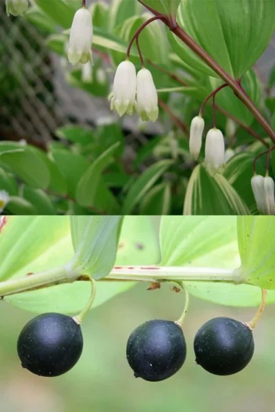 Fragrant Variegated Solomons Seal (Polygonatum Odoratum) - 5 Pack Of Quart Pots 12 Fragrant Variegated Solomons Seal (Polygonatum Odoratum) - 5 Pack Of Quart Pots -Chaste Tree World polygonatum odoratum var pluriflorum fragrant variegated solomons seal 8
