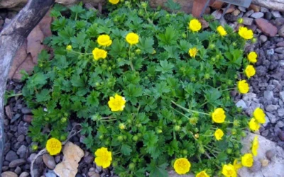Creeping Alpine Cinquefoil (Potentilla Neumanniana 'Nana' ) - 5 Pack Of Pint Pots -Chaste Tree World potentilla neumanniana nana dwarf creeping cinquefoil 3
