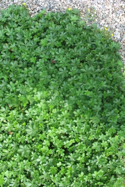 Creeping Alpine Cinquefoil (Potentilla Neumanniana 'Nana' ) - 5 Pack Of Pint Pots -Chaste Tree World potentilla neumanniana nana dwarf creeping cinquefoil 4