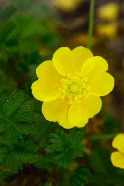 Creeping Alpine Cinquefoil (Potentilla Neumanniana 'Nana' ) - 5 Pack Of Pint Pots -Chaste Tree World potentilla neumanniana nana dwarf creeping cinquefoil 5