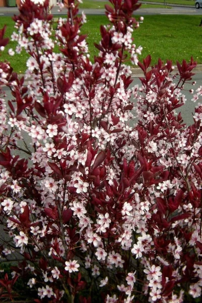 Purple Leaf Sand Cherry - 5 Gallon Pot -Chaste Tree World prunus cistena purple leaf sand cherry 1