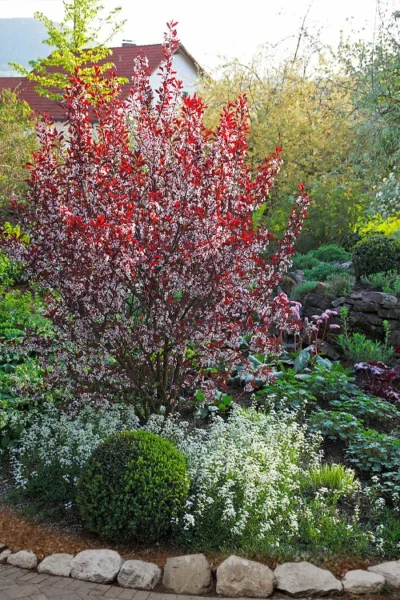 Purple Leaf Sand Cherry - 5 Gallon Pot