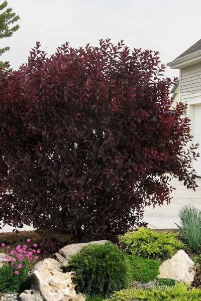 Purple Leaf Sand Cherry - 5 Gallon Pot -Chaste Tree World prunus cistena purple leaf sand cherry 3
