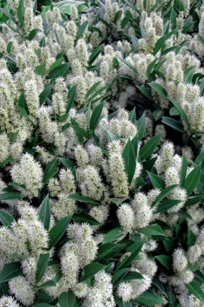 Otto Luyken English Laurel (Prunus Laurocersasus) - 1 Gallon Pot -Chaste Tree World prunus laurocerasus otto luyken laurel 1