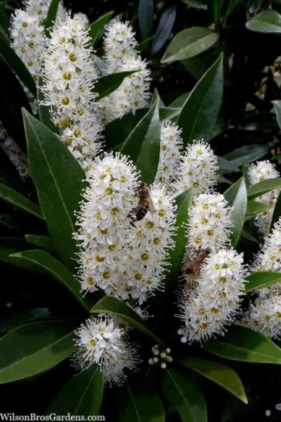 Otto Luyken English Laurel (Prunus Laurocersasus) - 1 Gallon Pot -Chaste Tree World prunus laurocerasus otto luyken laurel 3
