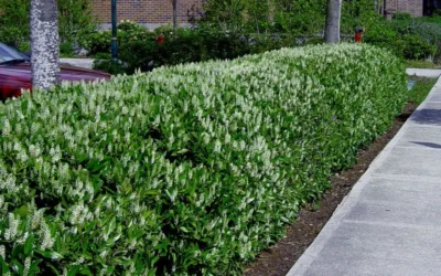 Otto Luyken English Laurel (Prunus Laurocersasus) - 1 Gallon Pot -Chaste Tree World prunus laurocerasus otto luyken laurel 4