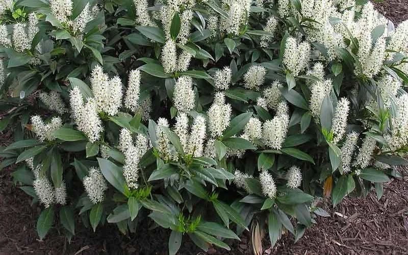 Zabel Laurel (Prunus Laurocersasus 'Zabeliana') - 6 Pack Of 1 Gallon Pots 5 Zabel Laurel (Prunus Laurocersasus 'Zabeliana') - 6 Pack Of 1 Gallon Pots - Image 5