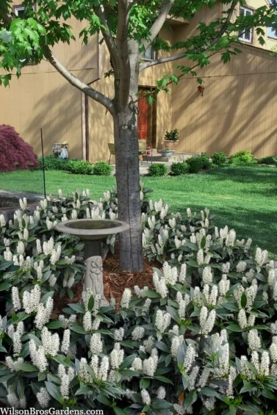 Zabel Laurel (Prunus Laurocersasus 'Zabeliana') - 1 Gallon Pot -Chaste Tree World prunus laurocerasus zabeliana zabel cherry laurel 2 2