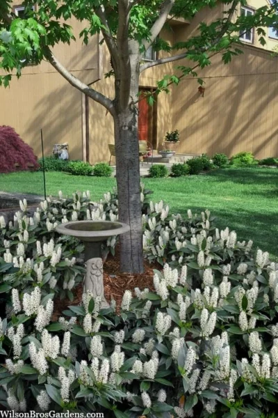 Zabel Laurel (Prunus Laurocersasus 'Zabeliana') - 1 Gallon Pot -Chaste Tree World prunus laurocerasus zabeliana zabel cherry laurel 2