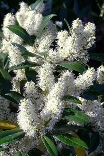 Zabel Laurel (Prunus Laurocersasus 'Zabeliana') - 1 Gallon Pot