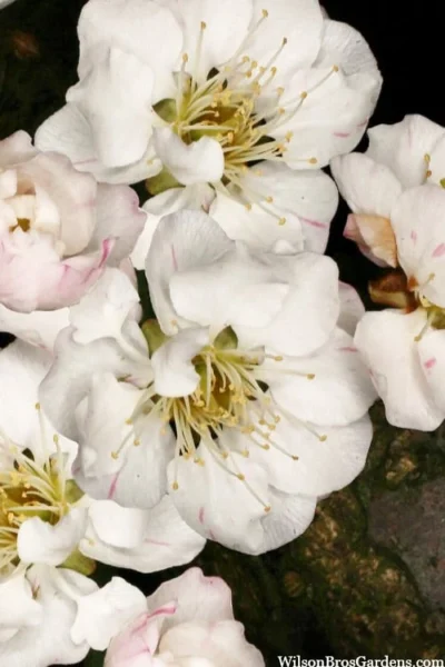 Fragrant Snow Japanese Flowering Apricot (Prunus Mume) - 3 Gallon Pot -Chaste Tree World prunus mume fragrant snow japanese flowering apricot 10 1