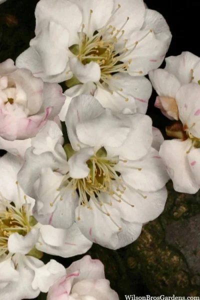 Fragrant Snow Japanese Flowering Apricot (Prunus Mume) - 3 Gallon Pot -Chaste Tree World prunus mume fragrant snow japanese flowering apricot 2 1