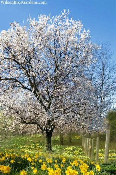 Fragrant Snow Japanese Flowering Apricot (Prunus Mume) - 2 Gallon Pot -Chaste Tree World prunus mume fragrant snow japanese flowering apricot 7