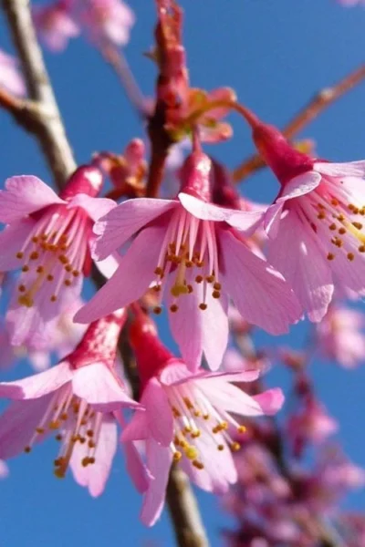 Okame Pink Flowering Cherry Tree - 3 Gallon Pot -Chaste Tree World prunus okame flowering cherry 4 1