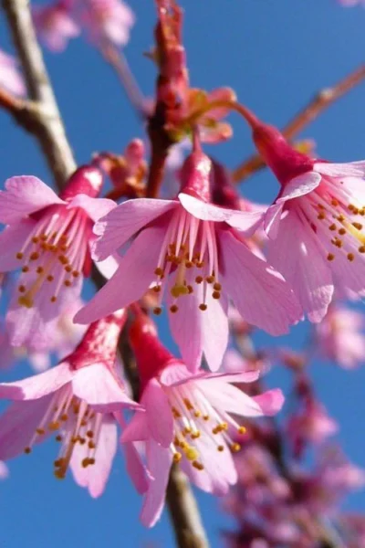 Okame Pink Flowering Cherry Tree - 3 Gallon Pot -Chaste Tree World prunus okame flowering cherry 4 2