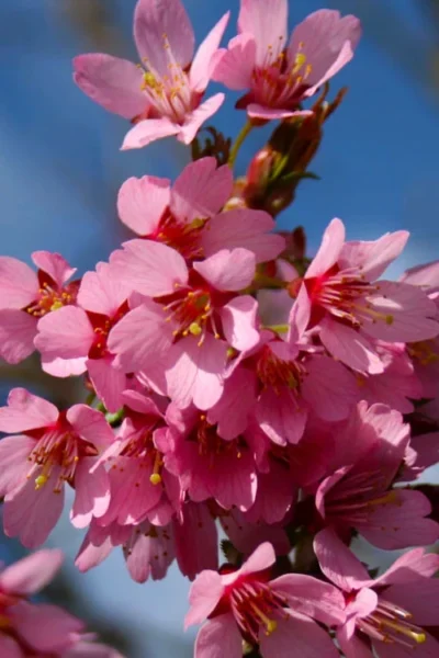 Okame Pink Flowering Cherry Tree - 3 Gallon Pot -Chaste Tree World prunus okame flowering cherry 6 2