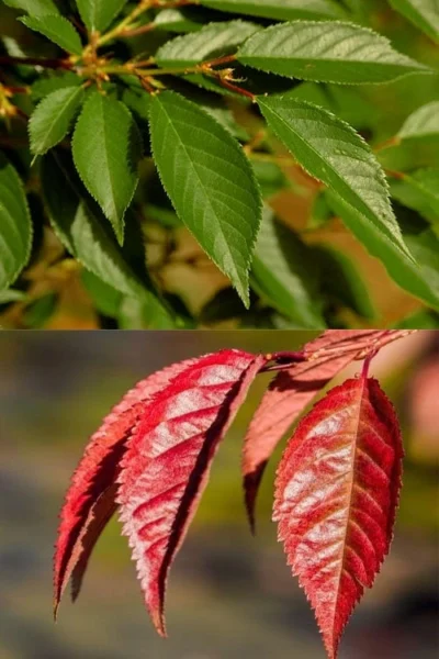 Okame Pink Flowering Cherry Tree - 3 Gallon Pot -Chaste Tree World prunus okame flowering cherry 7 1