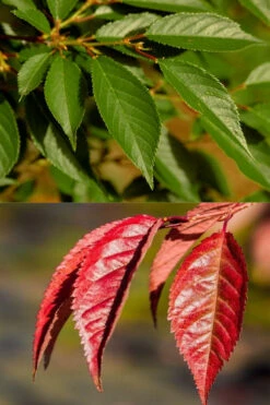 Okame Pink Flowering Cherry Tree - 3 Gallon Pot -Chaste Tree World prunus okame flowering cherry 7 2