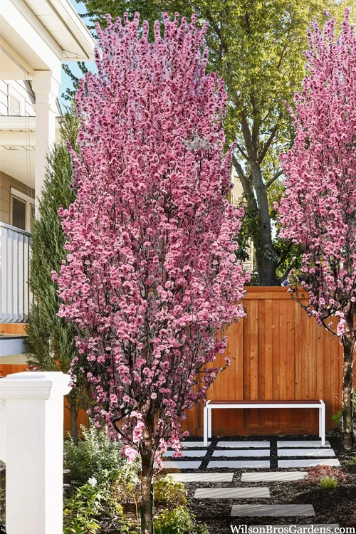 Corinthian Rose Flowering Peach Tree - 5 Gallon Pot 1 Corinthian Rose Flowering Peach Tree - 5 Gallon Pot