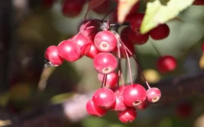 Royal Raindrops Crabapple Tree - 7 Gallon Pot (3-4') 19 Royal Raindrops Crabapple Tree - 7 Gallon Pot (3-4') -Chaste Tree World prunus royal raindrops crabapple tree 11