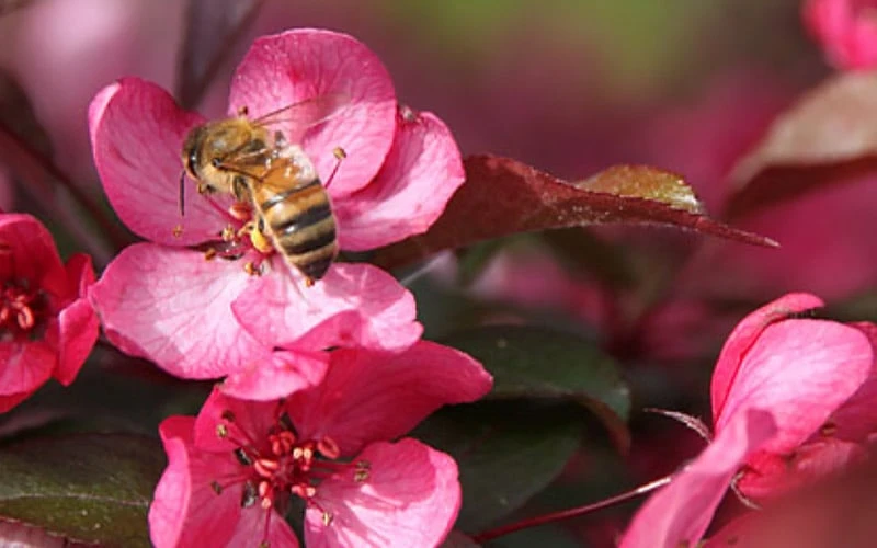 Royal Raindrops Crabapple Tree - 7 Gallon Pot (3-4') 8 Royal Raindrops Crabapple Tree - 7 Gallon Pot (3-4') - Image 8