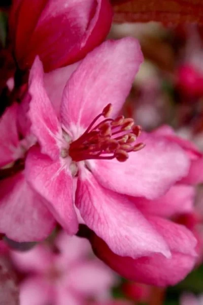 Royal Raindrops Crabapple Tree - 7 Gallon Pot (3-4') 17 Royal Raindrops Crabapple Tree - 7 Gallon Pot (3-4') -Chaste Tree World prunus royal raindrops crabapple tree 13