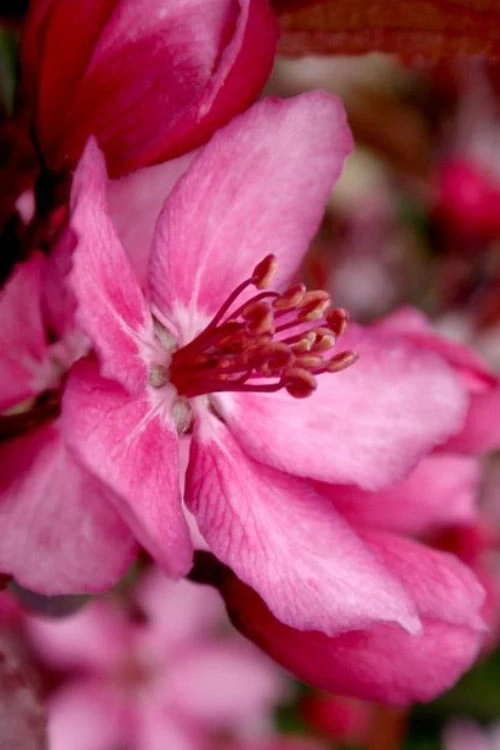 Royal Raindrops Crabapple Tree - 7 Gallon Pot (3-4') 7 Royal Raindrops Crabapple Tree - 7 Gallon Pot (3-4') - Image 7