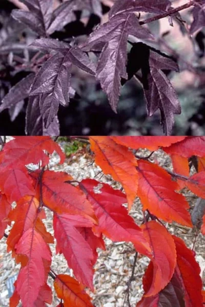 Royal Raindrops Crabapple Tree - 7 Gallon Pot (3-4') 20 Royal Raindrops Crabapple Tree - 7 Gallon Pot (3-4') -Chaste Tree World prunus royal raindrops crabapple tree 14