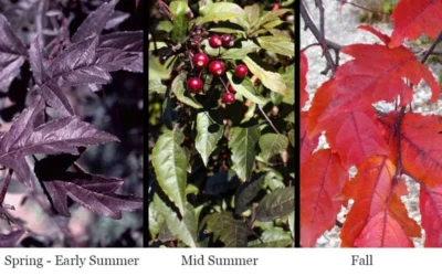 Royal Raindrops Crabapple Tree - 7 Gallon Pot (3-4') 15 Royal Raindrops Crabapple Tree - 7 Gallon Pot (3-4') -Chaste Tree World prunus royal raindrops crabapple tree 16