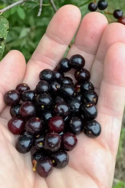 Wild Black Cherry Tree - 1 Gallon Pot
