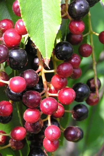 Wild Black Cherry Tree - 1 Gallon Pot -Chaste Tree World prunus serotina wild black cherry tree 4