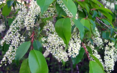 Wild Black Cherry Tree - 1 Gallon Pot -Chaste Tree World prunus serotina wild black cherry tree 8