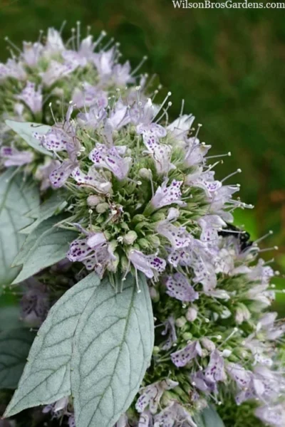 Silver Leaf Mountain Mint (Pycnanthemum Incanum) - 1 Gallon Pot 8 Silver Leaf Mountain Mint (Pycnanthemum Incanum) - 1 Gallon Pot -Chaste Tree World pycnanthemum incanum hoary silver leaf mint 1