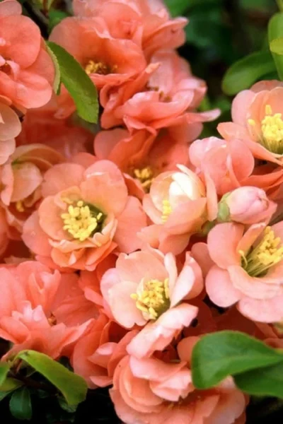 Cameo Flowering Quince - 2 Gallon Pot 8 Cameo Flowering Quince - 2 Gallon Pot -Chaste Tree World quince cameo bloom 1