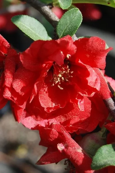 Iwai Nishiki Red Flowering Quince - 1 Gallon Pot 7 Iwai Nishiki Red Flowering Quince - 1 Gallon Pot -Chaste Tree World quince iwai nishiki