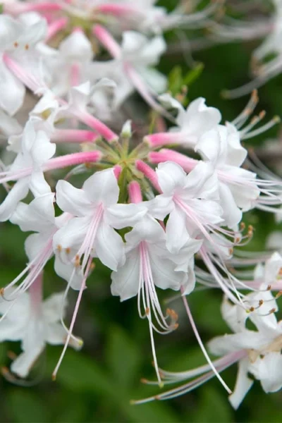 White Alabama Native Azalea (Rhododendron Alabamense) - 3 Gallon Pot 13 White Alabama Native Azalea (Rhododendron Alabamense) - 3 Gallon Pot -Chaste Tree World rhododendron alabamense alabama native azalea 3