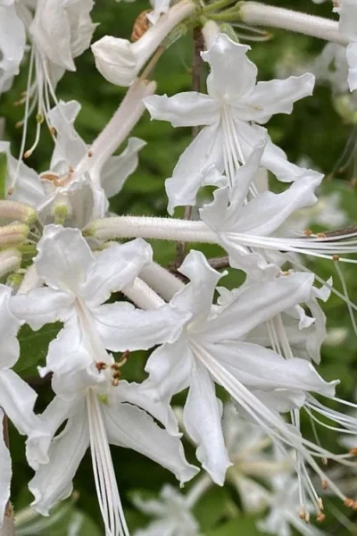 White Alabama Native Azalea (Rhododendron Alabamense) - 3 Gallon Pot 10 White Alabama Native Azalea (Rhododendron Alabamense) - 3 Gallon Pot -Chaste Tree World rhododendron alabamense alabama native azalea 4