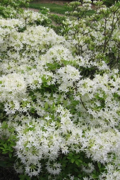 White Alabama Native Azalea (Rhododendron Alabamense) - 3 Gallon Pot 11 White Alabama Native Azalea (Rhododendron Alabamense) - 3 Gallon Pot -Chaste Tree World rhododendron alabamense alabama native azalea 6