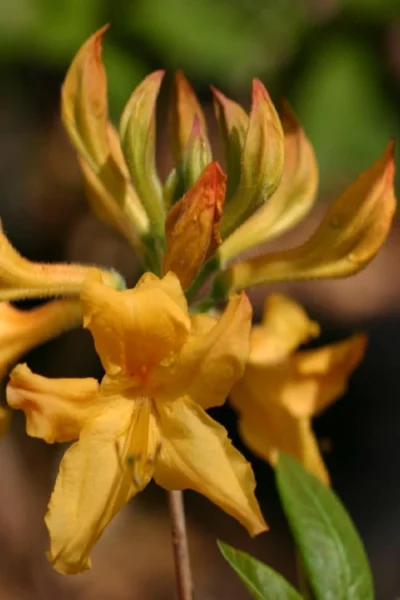 Appalachian Gold Aromi Azalea (Rhododendron Hybrid) - 3 Gallon Pot -Chaste Tree World rhododendron appalachian gold azalea 102