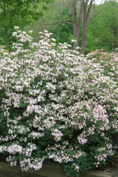 Coastal Azalea (Rhododendron Atlanticum) - 3 Gallon Pot 10 Coastal Azalea (Rhododendron Atlanticum) - 3 Gallon Pot -Chaste Tree World rhododendron atlanticum coastal azalea 1