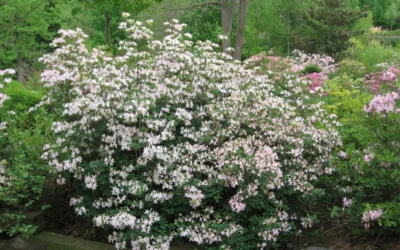 Snowbird Fragrant Coastal Azalea (Rhododendron Atlanticum) - 2 Gallon Pot -Chaste Tree World rhododendron atlanticum coastal azalea 2 1