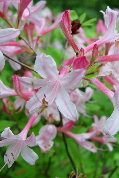 Coastal Azalea (Rhododendron Atlanticum) - 3 Gallon Pot 1 Coastal Azalea (Rhododendron Atlanticum) - 3 Gallon Pot