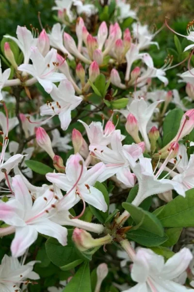 Snowbird Fragrant Coastal Azalea (Rhododendron Atlanticum) - 2 Gallon Pot -Chaste Tree World rhododendron atlanticum snowbird native azalea 2