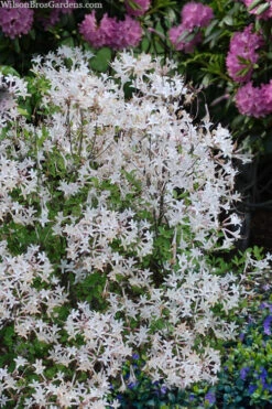 Snowbird Fragrant Coastal Azalea (Rhododendron Atlanticum) - 2 Gallon Pot